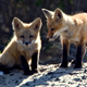 Image for article titled 16,500 year old cemetery reveals the pets we kept before dogs